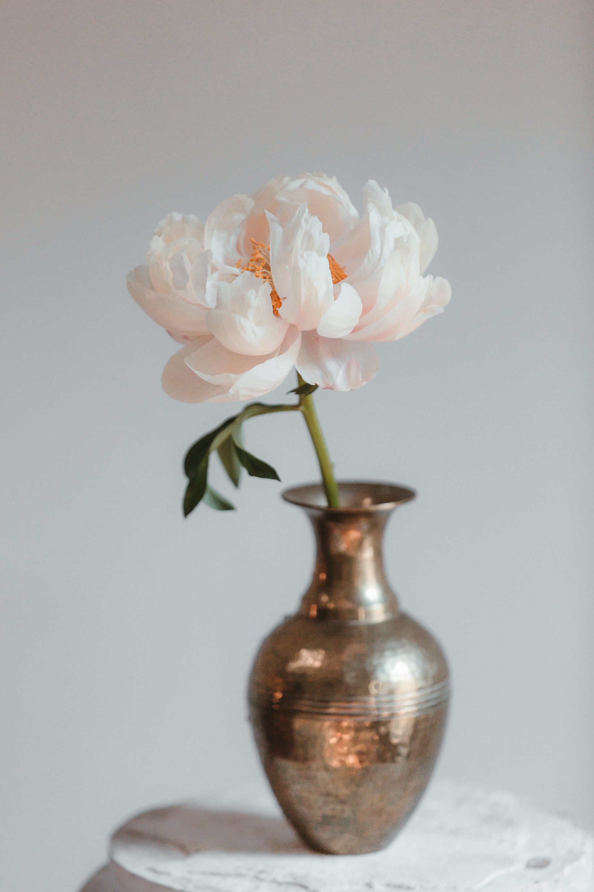 Feminine peony flower in a vase artist website